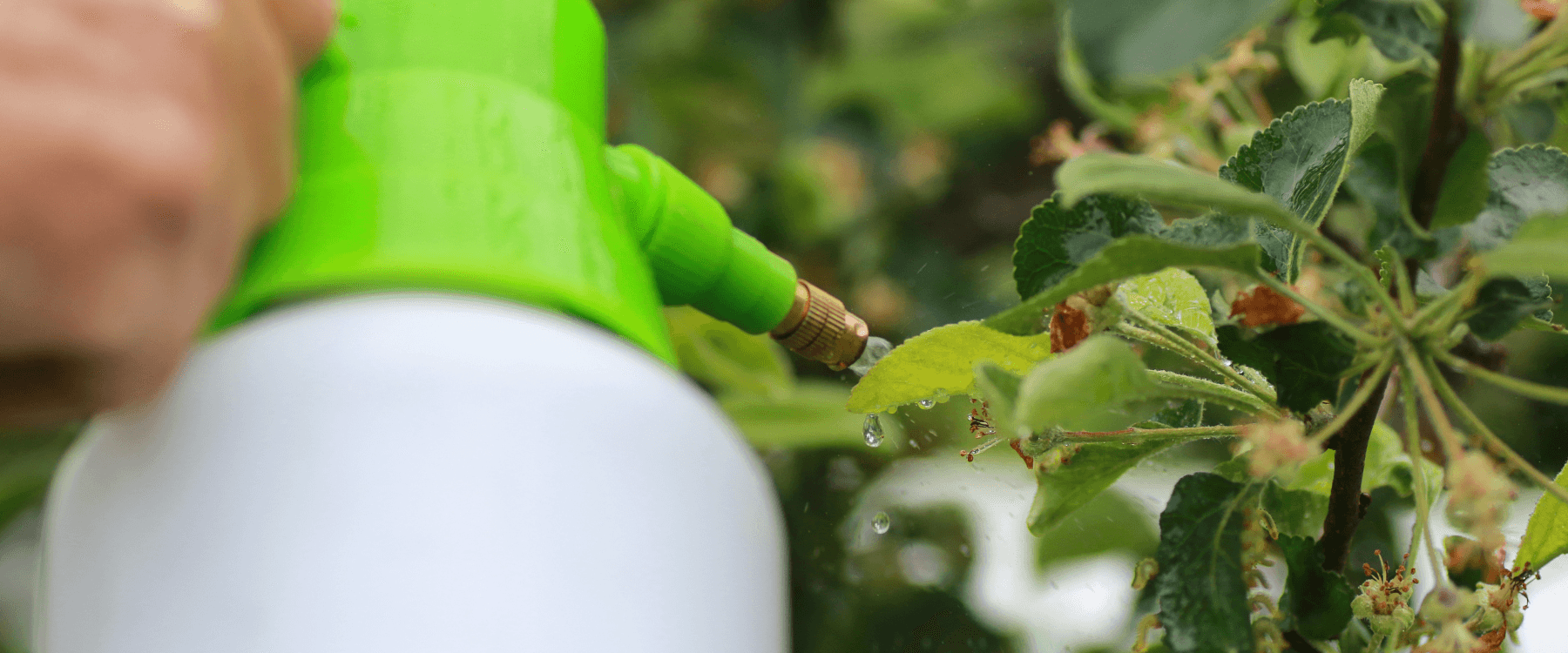 Dirty Dozen and Clean 15 - Which produce contains the most pesticides?